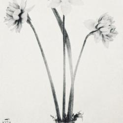 
Date: c. 1924
photo from USDA pamphlet #1270, "The Production of Narcissus Bulb