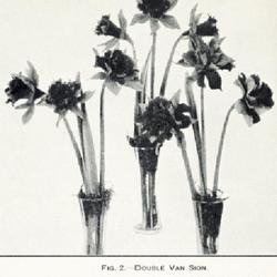 
Date: c. 1924
photo from USDA pamphlet #1270, "The Production of Narcissus Bulb