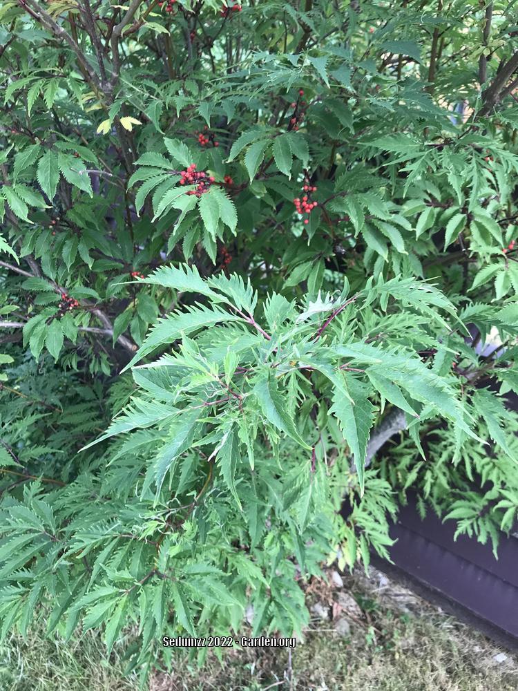 Photo of Red Elderberry (Sambucus racemosa) uploaded by sedumzz