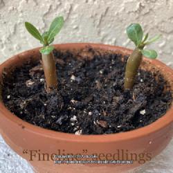 Location: My garden in Tampa, Florida
Date: 2022-08-14
“Fineline” seedlings at 2 weeks old.