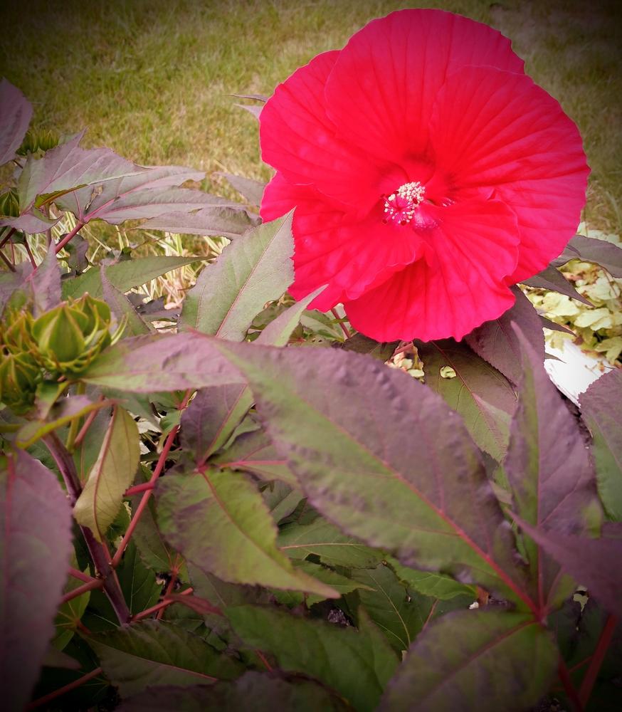 Photo of Hybrid Hardy Hibiscus (Hibiscus Luna™ Red) uploaded by JayZeke