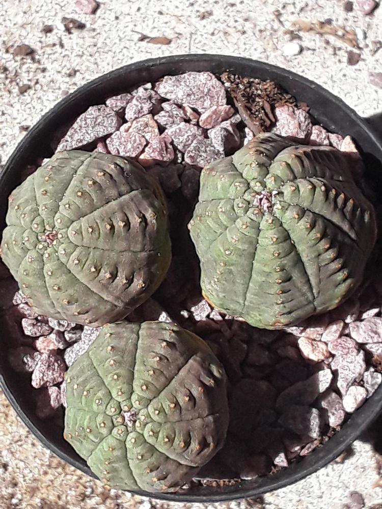 Photo of Baseball Plant (Euphorbia obesa) uploaded by MySecretIslandGarden