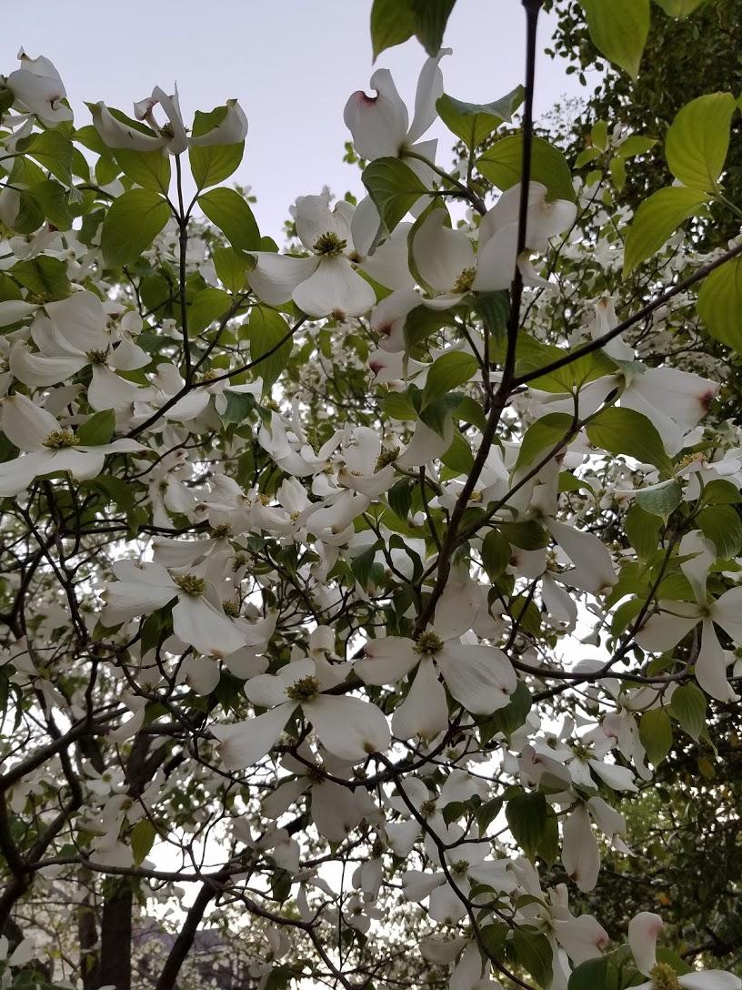Photo of Flowering Dogwood (Cornus florida) uploaded by RootedInDirt