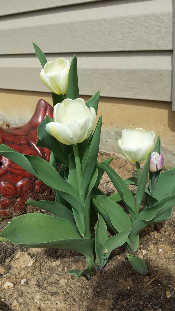 Photo of Tulips (Tulipa) uploaded by RootedInDirt