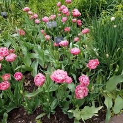 Location: Missouri Botanical Gardens
Date: 2019-04-28