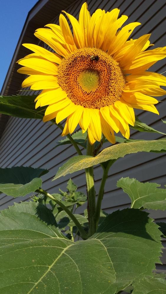 Photo of Sunflowers (Helianthus annuus) uploaded by RootedInDirt