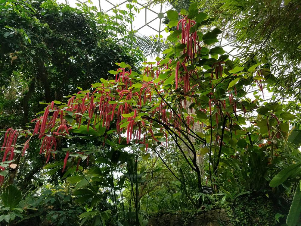 Photo of Chenille Plant (Acalypha hispida) uploaded by RootedInDirt