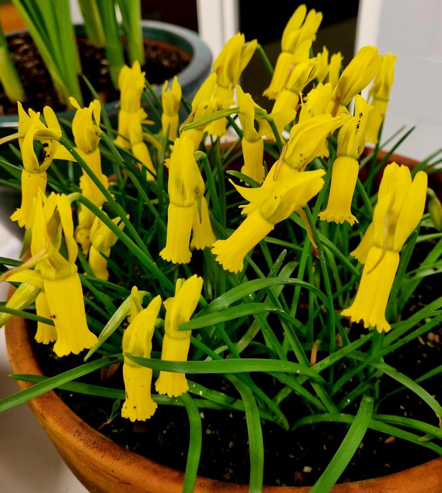 Photo of Cyclamen Daffodil (Narcissus cyclamineus) uploaded by gwhizz