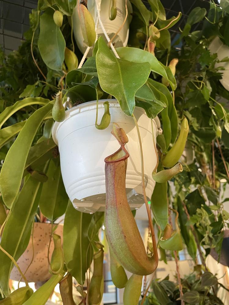 Photo of Tropical Pitcher Plant (Nepenthes ventricosa) uploaded by jooshewa