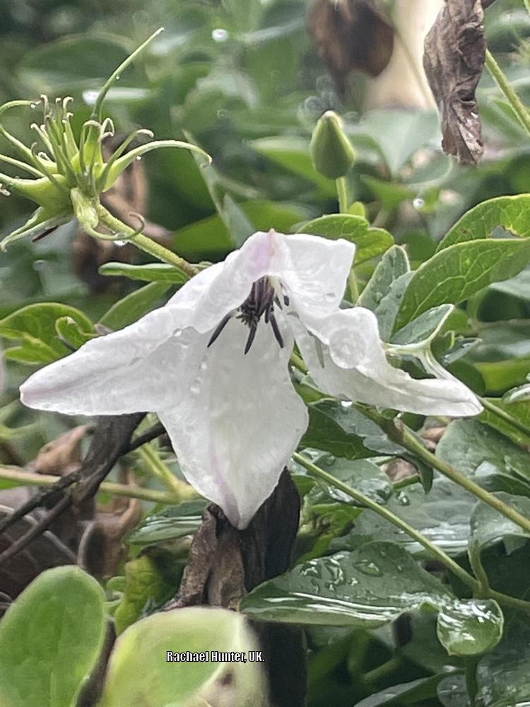 Photo of Clematis (Clematis viticella 'Alba Luxurians') uploaded by RachaelHunter