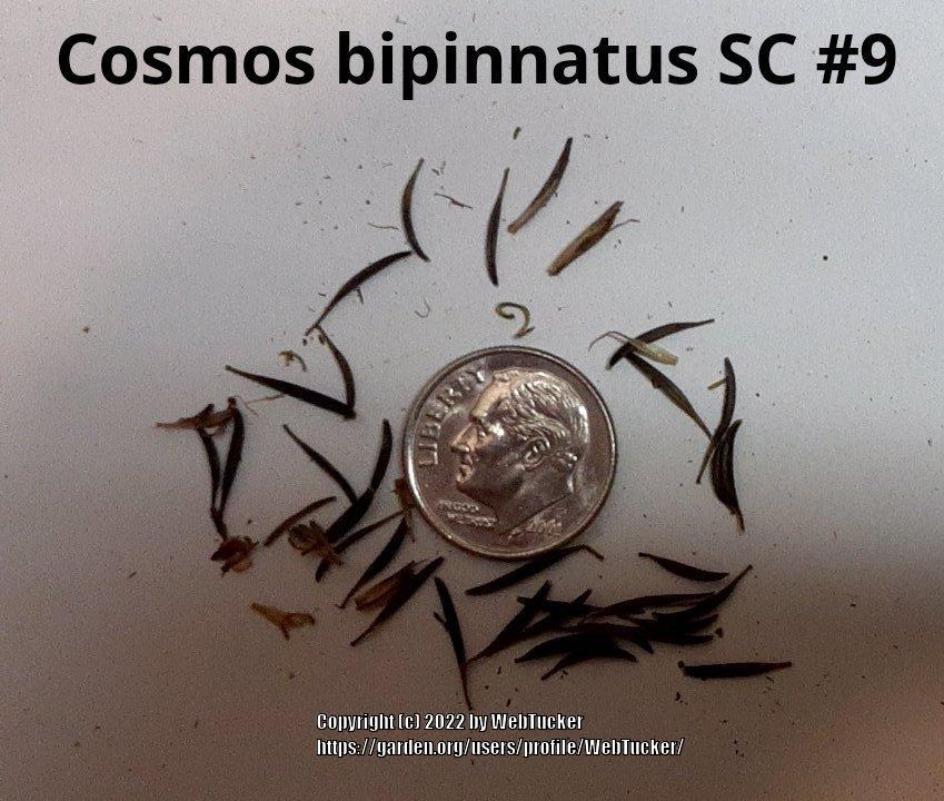 Photo of Cosmos (Cosmos bipinnatus) uploaded by WebTucker