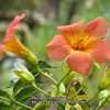 Chinese trumpet vine; LHB p. 903, 180-7-?, "Greek for curve, refe