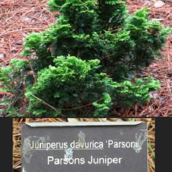 Location: Southern Pines, NC (Sandhill Horticultural Garden)
Date: August 17, 2022
Parsons juniper #90 nn;  LHB page 124, 18-6 —?, "Classical name
