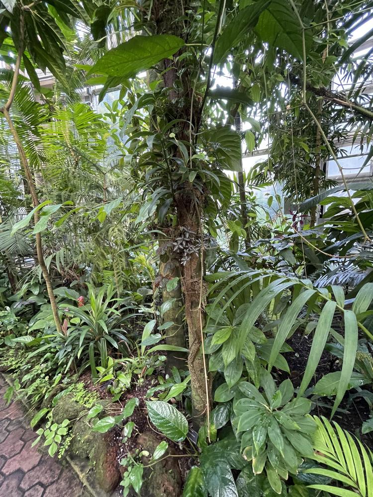 Photo of Queensland Kauri (Agathis robusta) uploaded by jooshewa