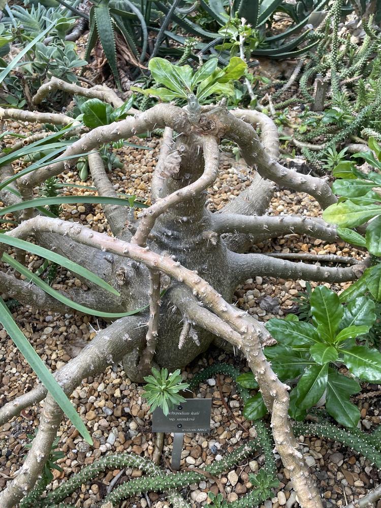 Photo of Kudu Lily (Pachypodium saundersii) uploaded by jooshewa