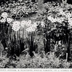 
Date: 1913
photo from 'The Garden', September 13, 1913