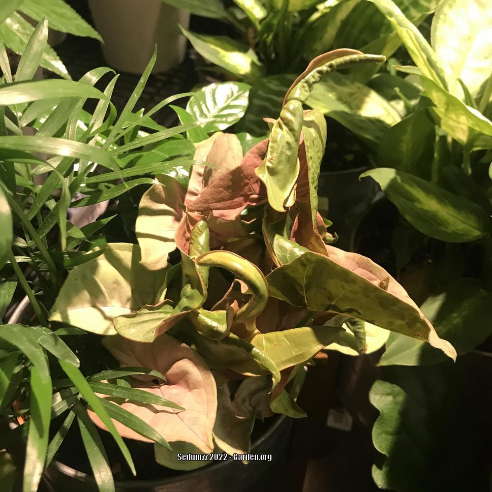 Photo of Arrowhead Vine (Syngonium podophyllum 'Neon') uploaded by sedumzz