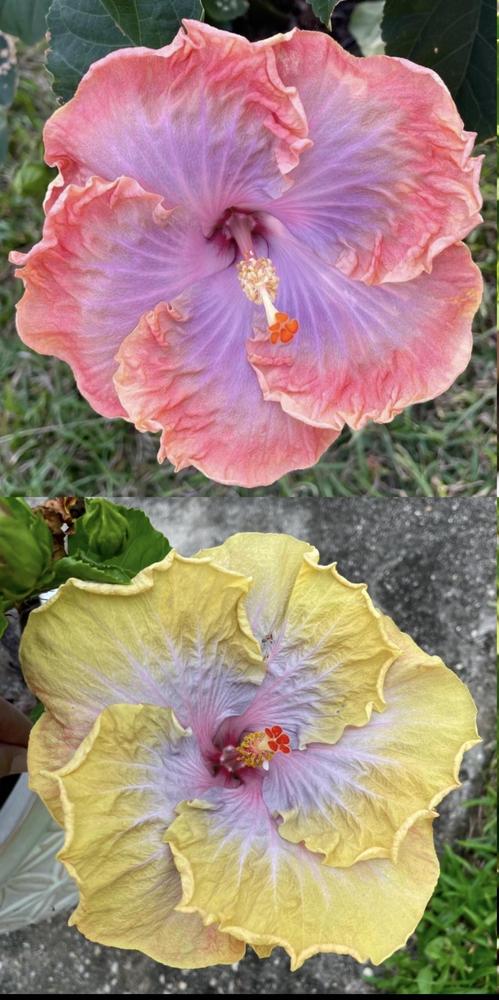 Photo of Tropical Hibiscus (Hibiscus rosa-sinensis 'Creole Lady') uploaded by Kayakcowgirl