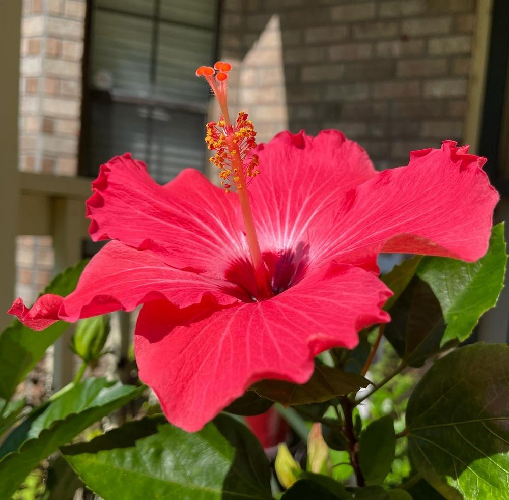 Photo of Tropical Hibiscus (Hibiscus rosa-sinensis 'Painted Lady') uploaded by Kayakcowgirl