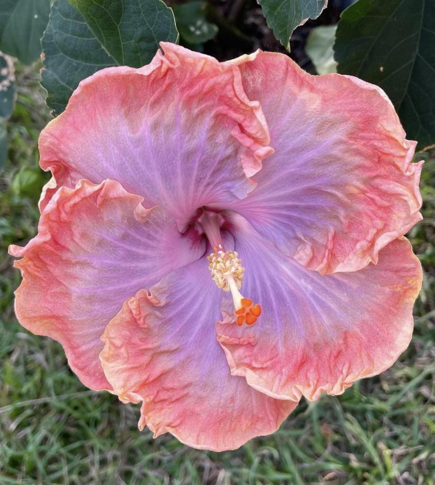 Photo of Tropical Hibiscus (Hibiscus rosa-sinensis 'Creole Lady') uploaded by Kayakcowgirl