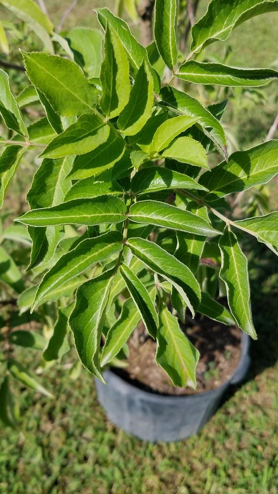 Photo of American Elderberry (Sambucus canadensis) uploaded by RootedInDirt