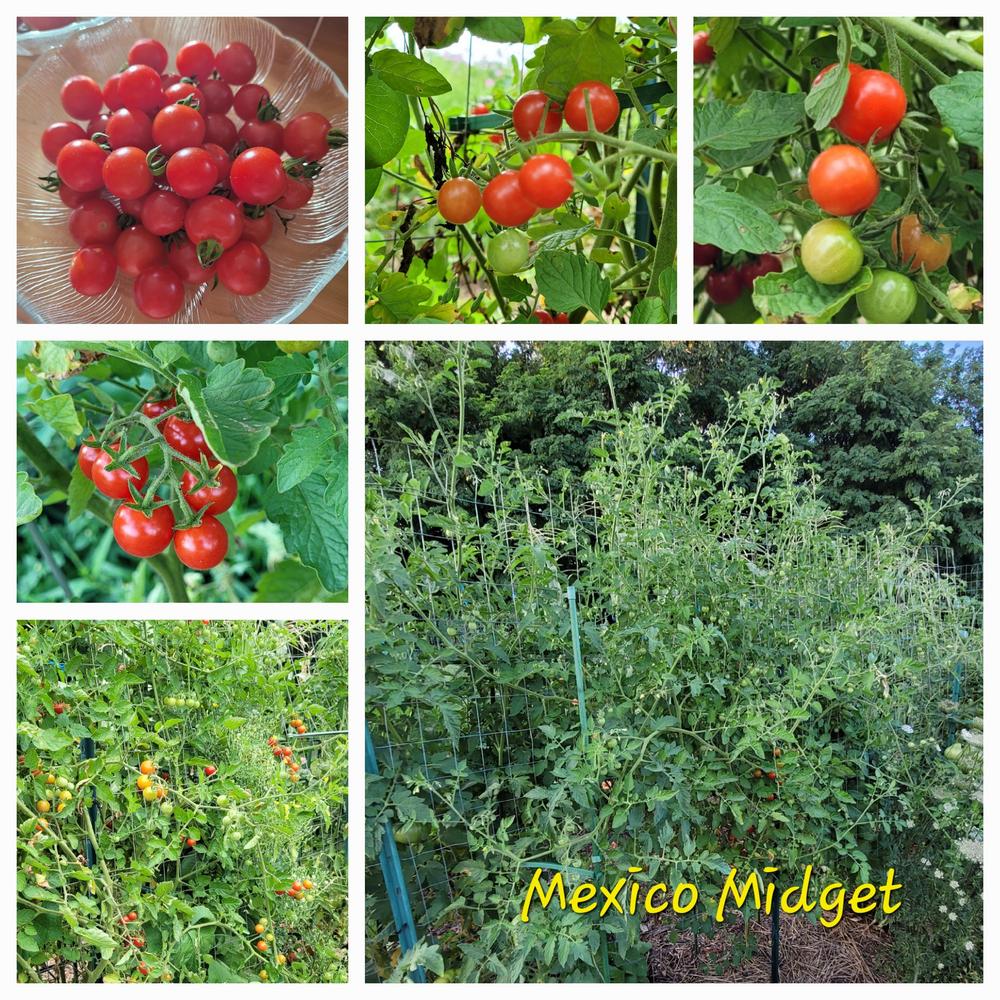 Photo of Cherry Tomato (Solanum lycopersicum 'Mexico Midget') uploaded by dnrevel