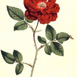 
Date: c. 1794
illustration from 'The Botanical Magazine', 1794