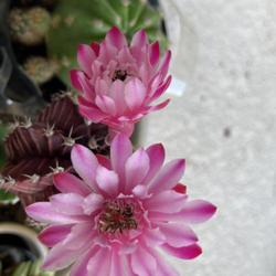 Location: My garden in Tampa, Florida
Date: 2022-08-19
My cactus bloomed again.