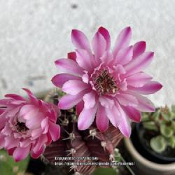 Location: My garden in Tampa, Florida
Date: 2022-08-18
My blooming moon cactus.