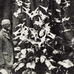 Location: Chirk Castle, Wales
Date: 1913
photo [as Lilium giganteum] from 'The Garden', August 2, 1913