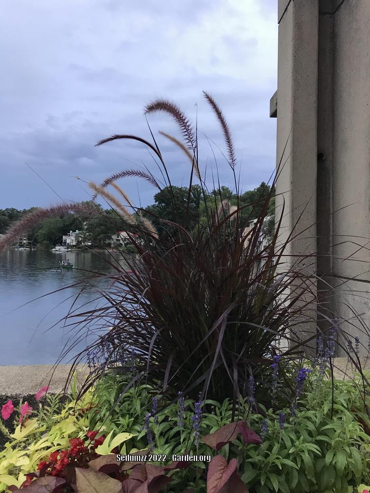 Photo of Purple Fountain Grass (Cenchrus setaceus 'Rubrum') uploaded by sedumzz