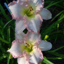 Location: My garden in northeast Texas
Date: 2022-06-05
Best year ever for this daylily