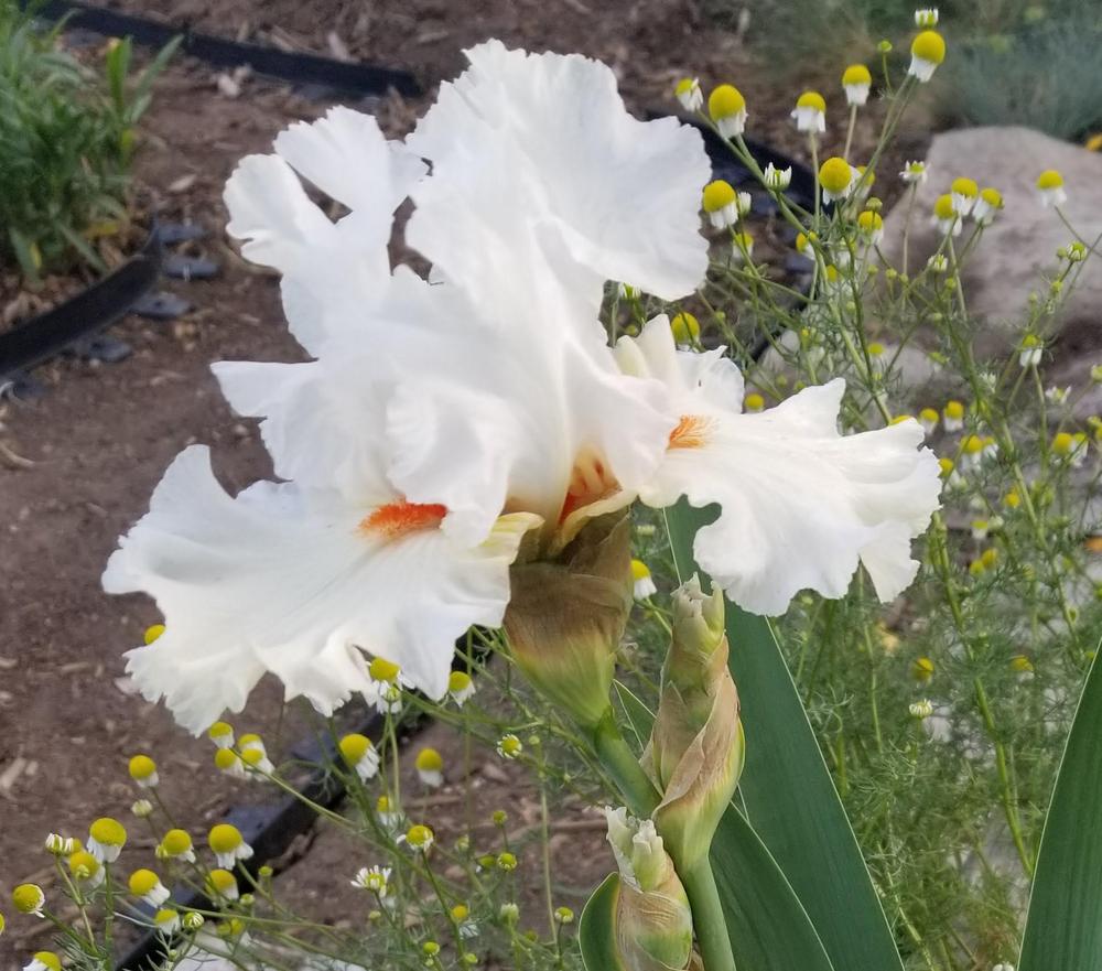 Photo of Tall Bearded Iris (Iris 'Nordica') uploaded by ldenton9