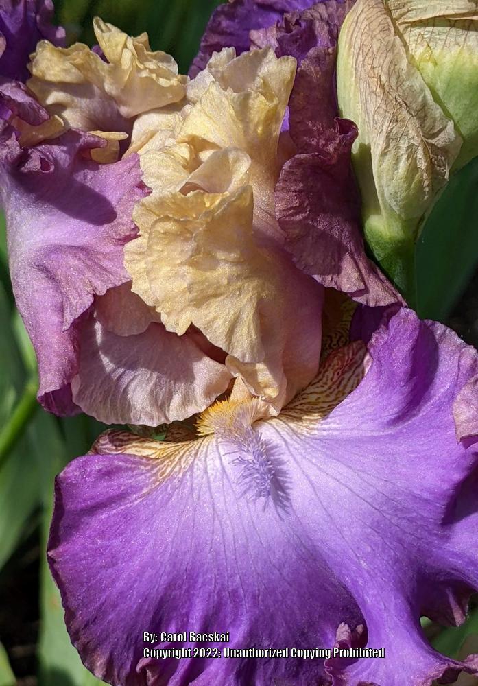 Photo of Tall Bearded Iris (Iris 'Tango to the Moonlight') uploaded by Artsee1