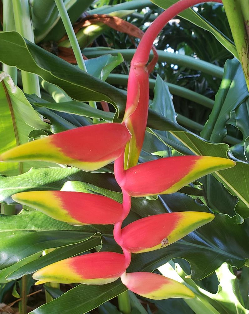Photo of Hanging Lobster Claw (Heliconia rostrata) uploaded by CBJoyce