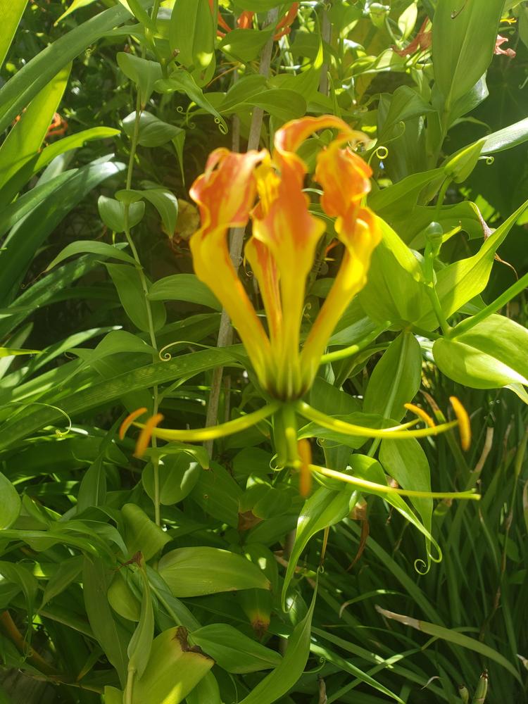 Photo of Gloriosa Lily (Gloriosa superba 'Rothschildiana') uploaded by CBJoyce