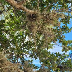Location: Cocoa Beach Florida
Date: 2022-08-01
The tillansia wrap around branches of trees