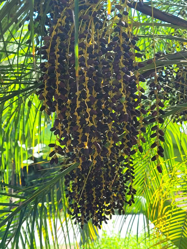 Photo of Pygmy Date Palm (Phoenix roebelenii) uploaded by MySecretIslandGarden