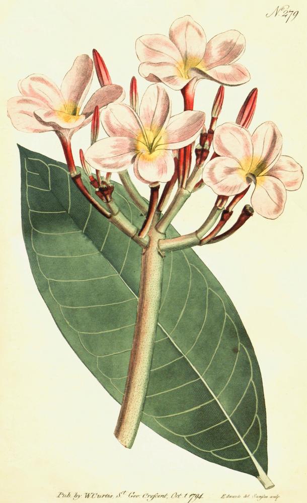 Photo of Frangipani (Plumeria rubra) uploaded by scvirginia