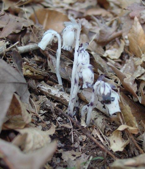 Photo of Indian Pipe (Monotropa uniflora) uploaded by zylvert