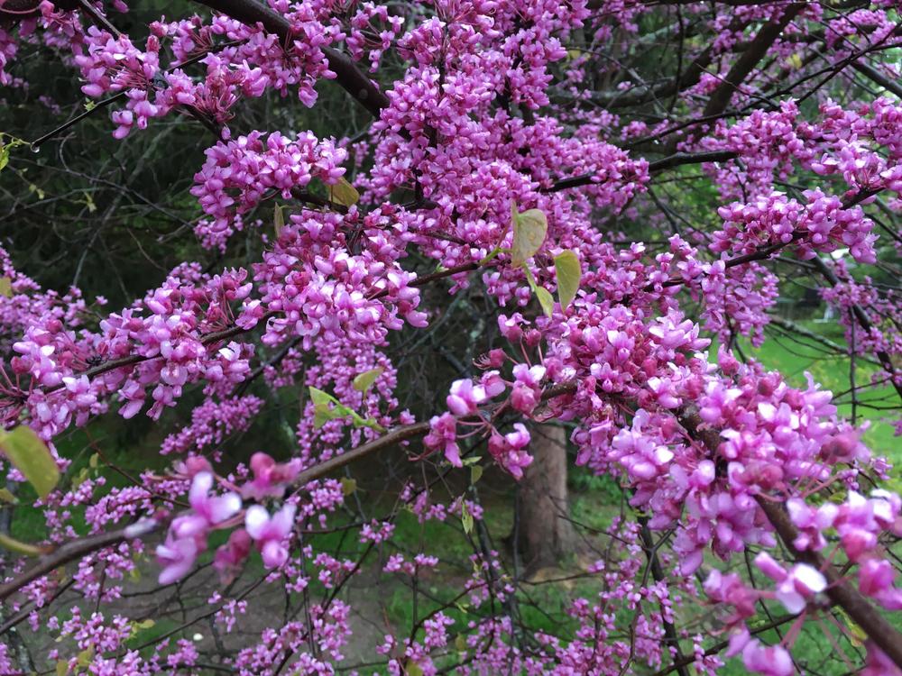 Photo of Redbud (Cercis canadensis var. texensis 'Oklahoma') uploaded by zylvert