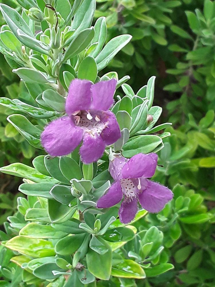 Photo of Texas Sage (Leucophyllum frutescens) uploaded by MySecretIslandGarden