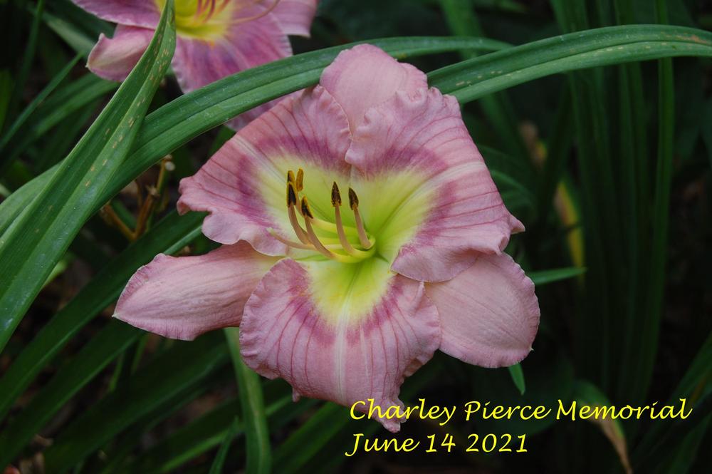 Photo of Daylily (Hemerocallis 'Charlie Pierce Memorial') uploaded by alma47