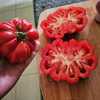 Fruit of Mushroom Basket tomato