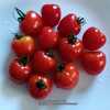 Delicious cherry tomato