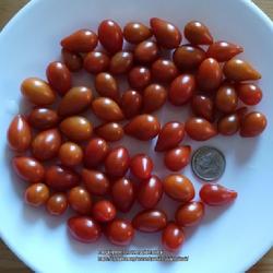 Location: Chicago, Illinois
Date: 2022-08-22
Teardrop Cherry Tomatoes - Most Adorable
