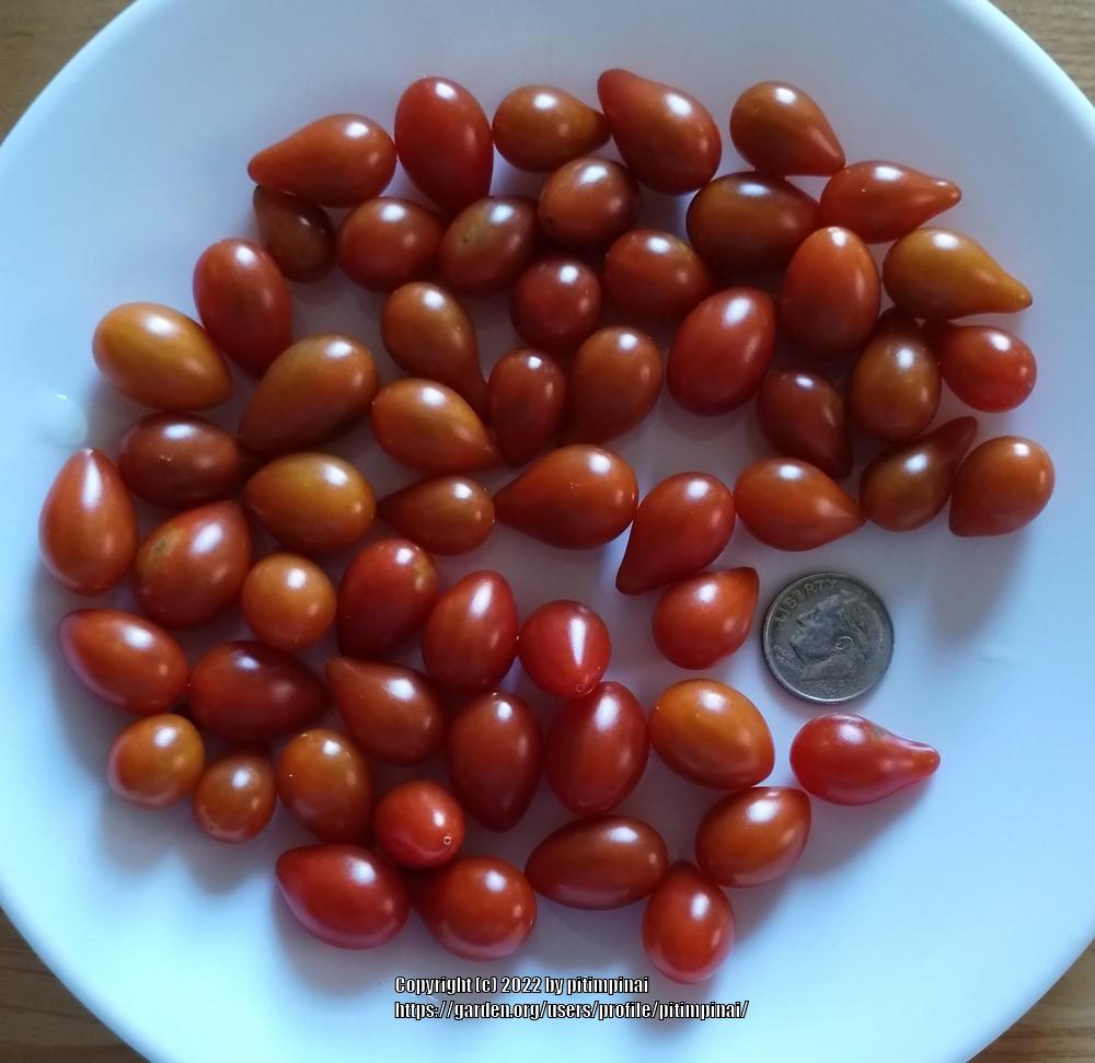 Photo of Tomatoes (Solanum lycopersicum) uploaded by pitimpinai