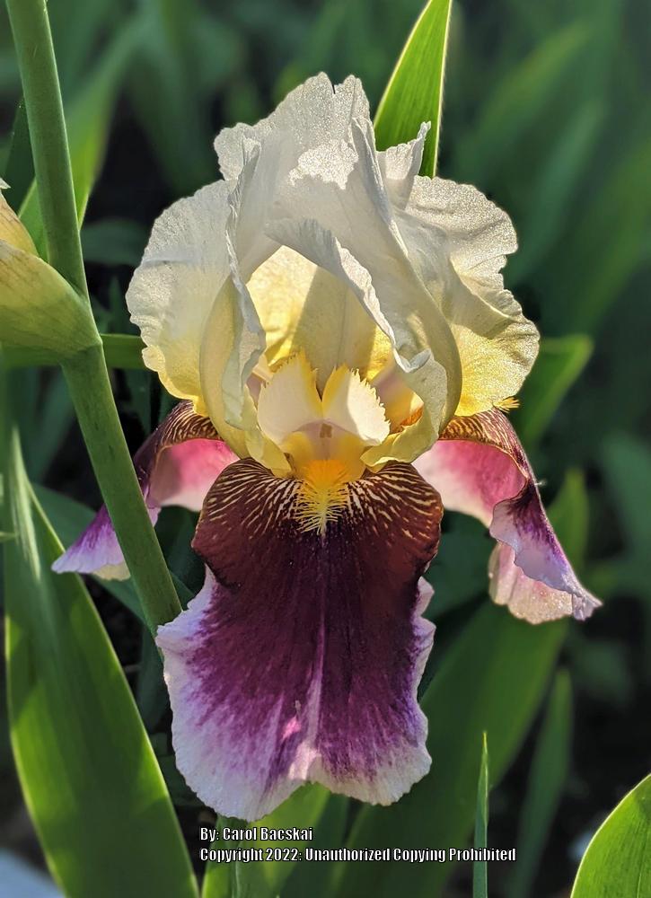 Photo of Tall Bearded Iris (Iris 'Striped Red Neglecta') uploaded by Artsee1