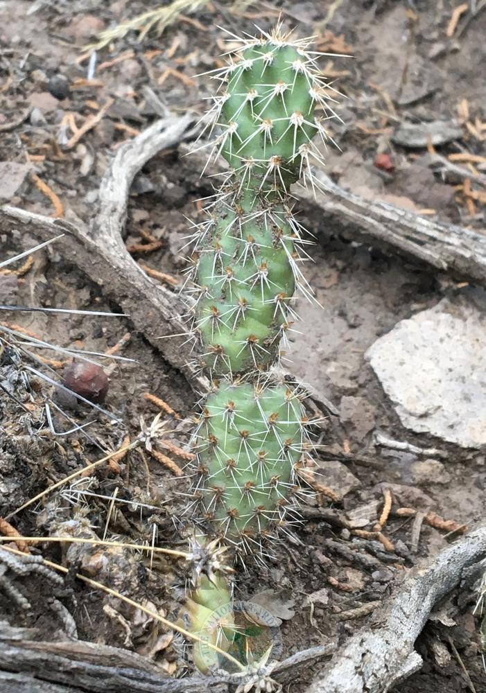 Photo of Prickly Pears (Opuntia) uploaded by BlueOddish