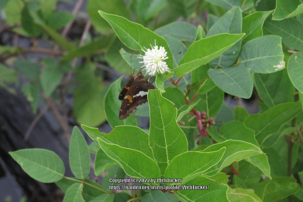 Photo of Buttonbush (Cephalanthus occidentalis) uploaded by WebTucker